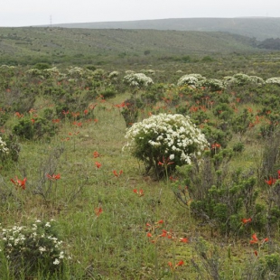 Rhodophiala phycelloides